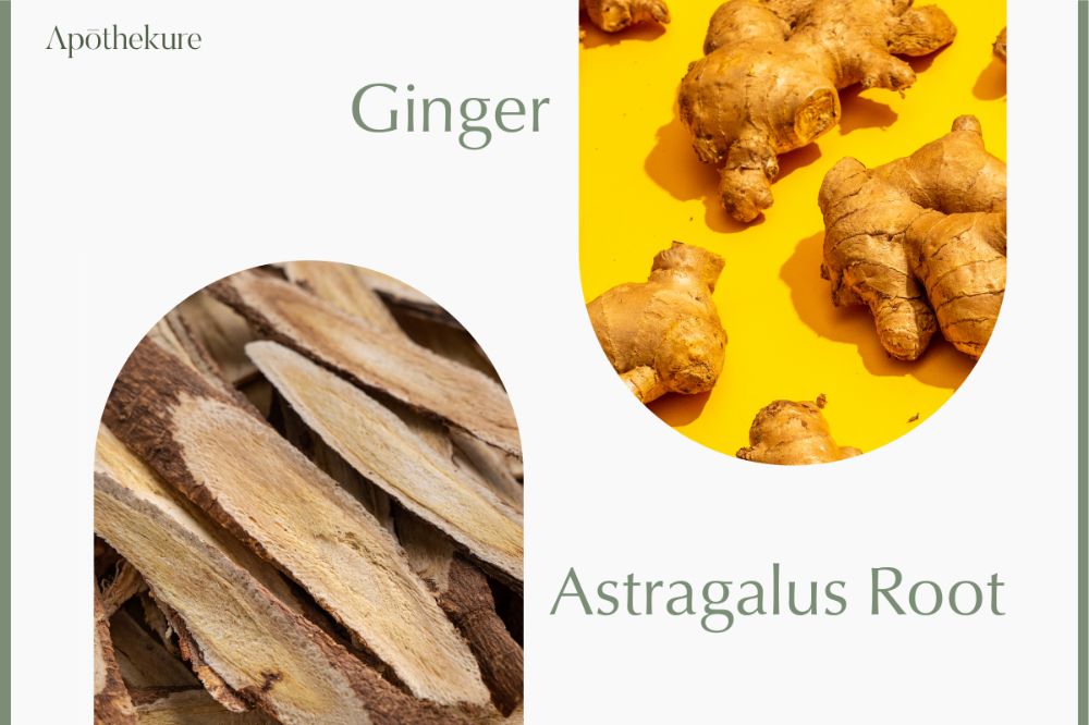 Astragalus Root and Ginger on white background