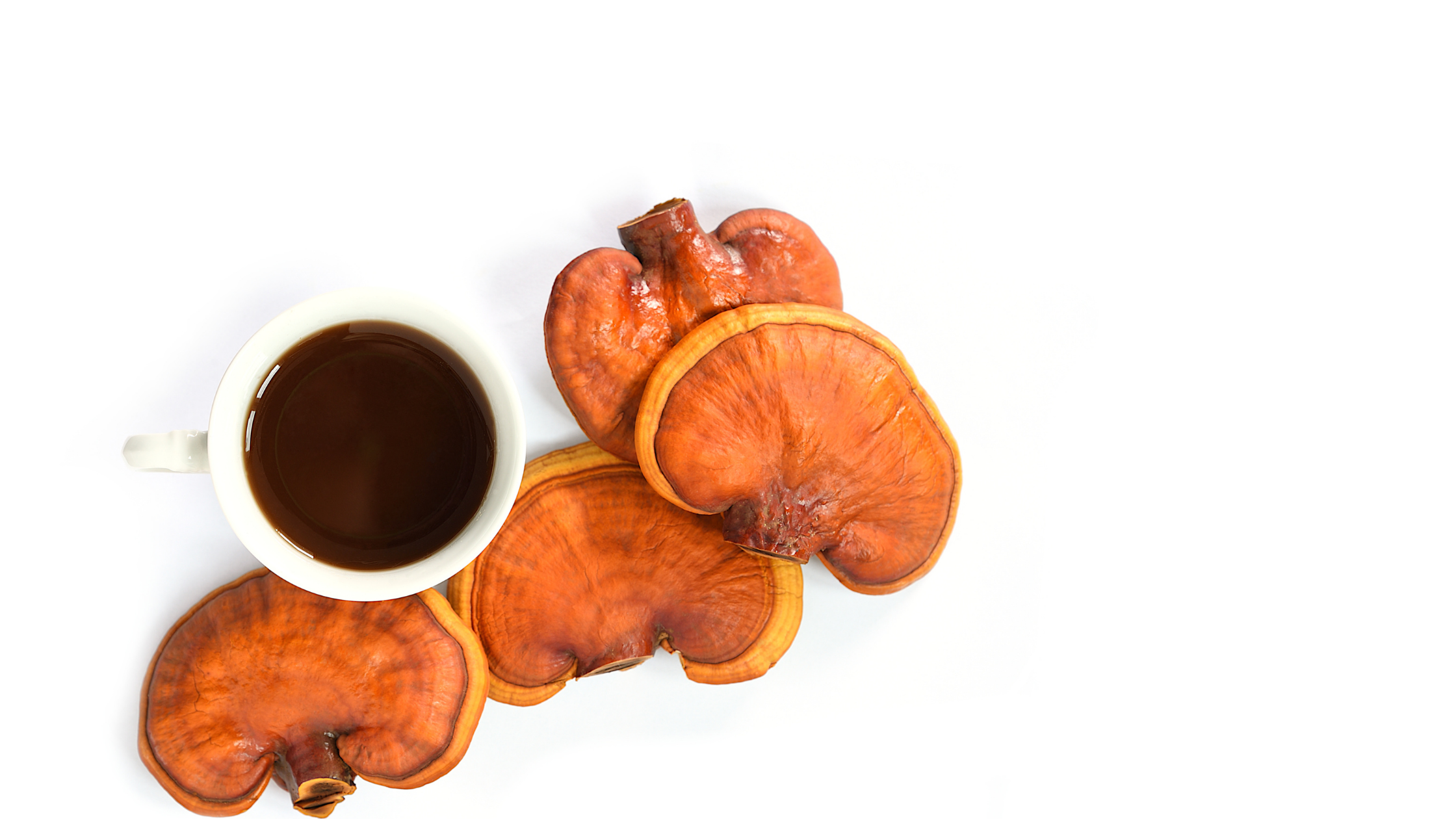 reishi mushroom and tonic on white background