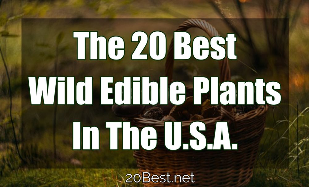 The 20 Best Wild Edible Plants in the United States